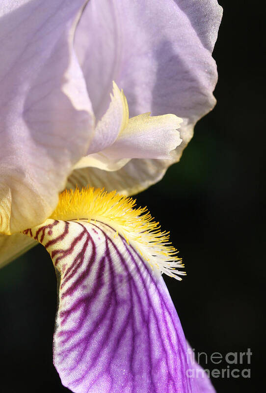 Flower Poster featuring the photograph Purple Iris by Steve Augustin