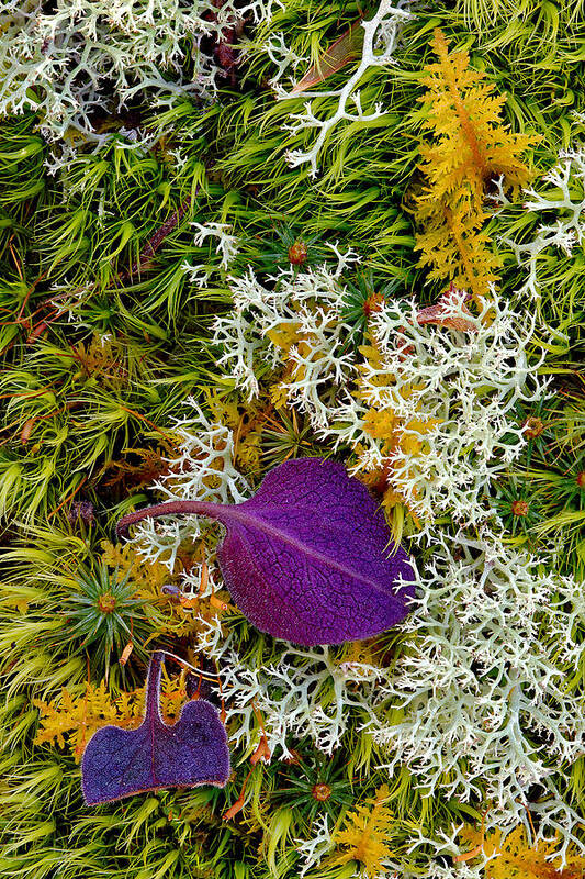 2015 Poster featuring the photograph Purple leaf by Robert Charity
