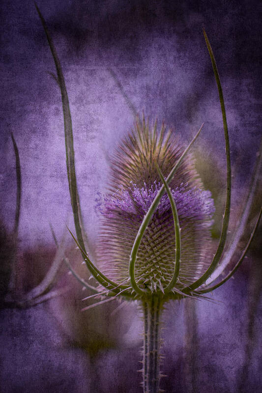 Clare Bambers Poster featuring the photograph Purple Teasel by Clare Bambers