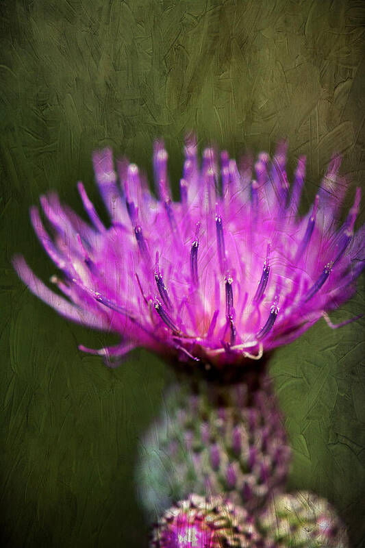 Purple Thistle Plant Print Poster featuring the photograph Purple Thistle Plant Print by Gwen Gibson