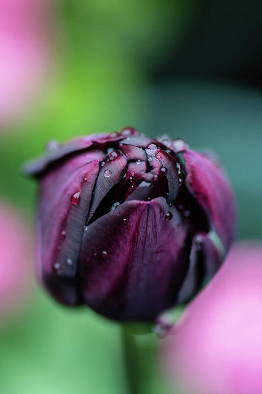  Poster featuring the photograph Purple Tulip by Martina Fagan