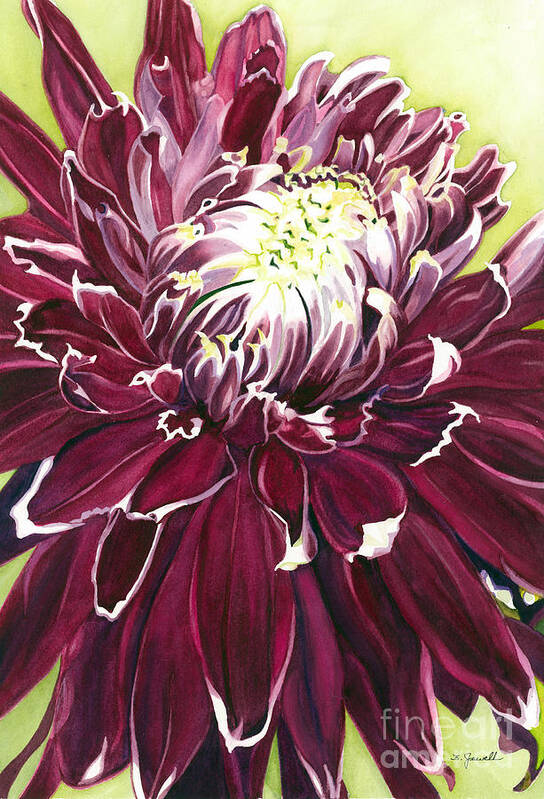 Watercolor Dahlia Poster featuring the painting Purple Velvet by Barbara Jewell