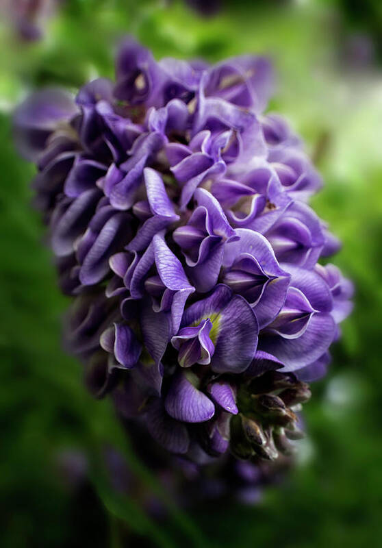 Wisteria Poster featuring the photograph Purple Wisteria by Greg and Chrystal Mimbs