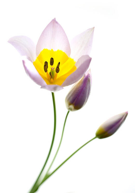 Copyright 2016 Rebecca Cozart Poster featuring the photograph Purple Yellow Tulip 2 by Rebecca Cozart