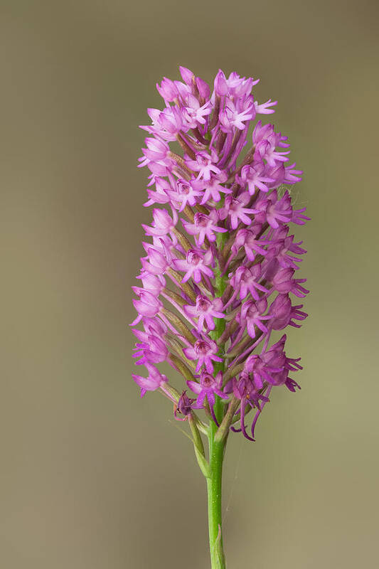 Pyramidal Orchid Poster featuring the photograph Pyramidal Orchid by Yuri Peress