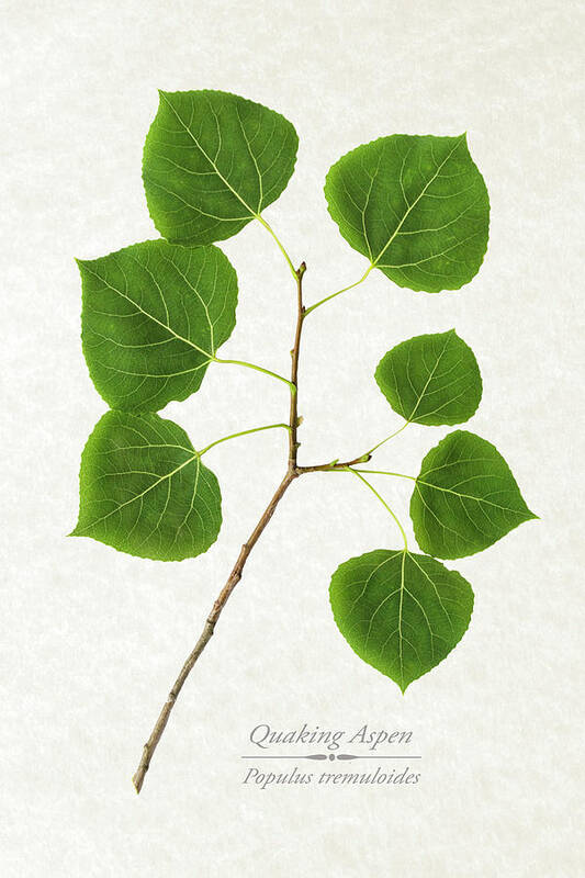 Quaking Aspen Poster featuring the photograph Quaking Aspen by Christina Rollo