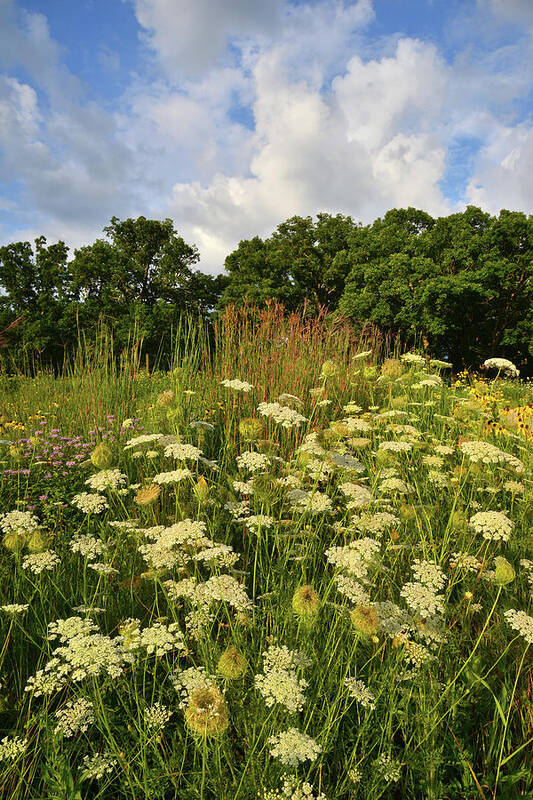 Mchenry County Conservation District Poster featuring the photograph Queen Anne's Lace In Lost Valley by Ray Mathis