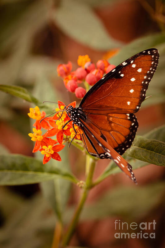 Butterfly Poster featuring the photograph Queen Butterfly on Flowers by Ana V Ramirez