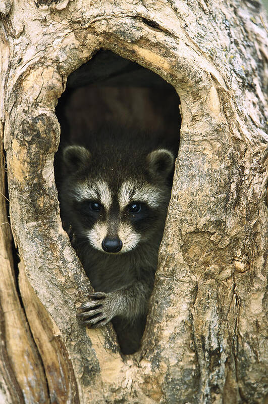 Mp Poster featuring the photograph Raccoon Procyon Lotor Baby Peering by Konrad Wothe