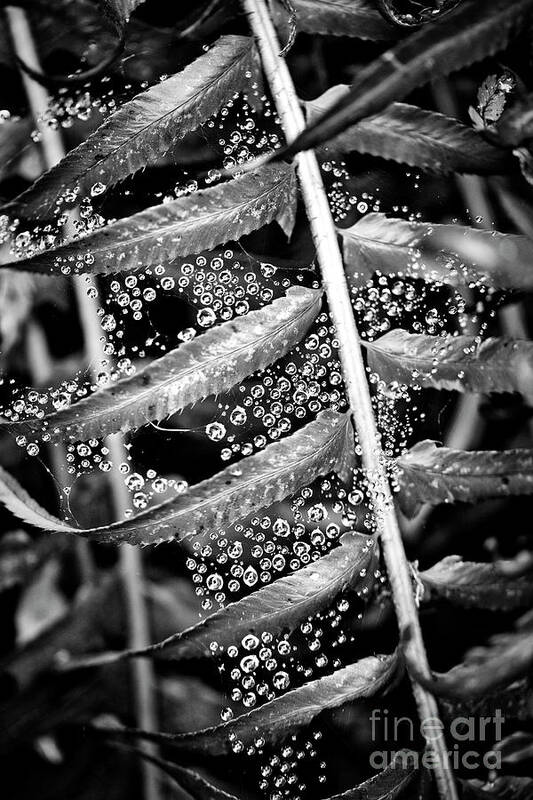 Black And White Poster featuring the photograph Rain droplets in a spider web and fern plant by Bruce Block