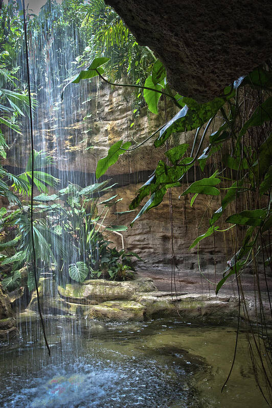 Botanical Poster featuring the photograph Rainforest Waterfall by James Woody
