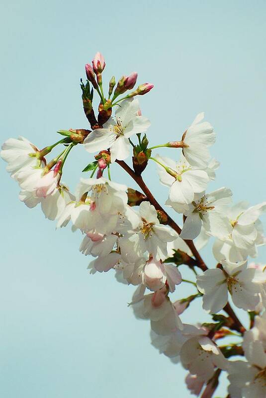 Cherry Blossom Trees Poster featuring the photograph Reaching To New Heights by Angie Tirado