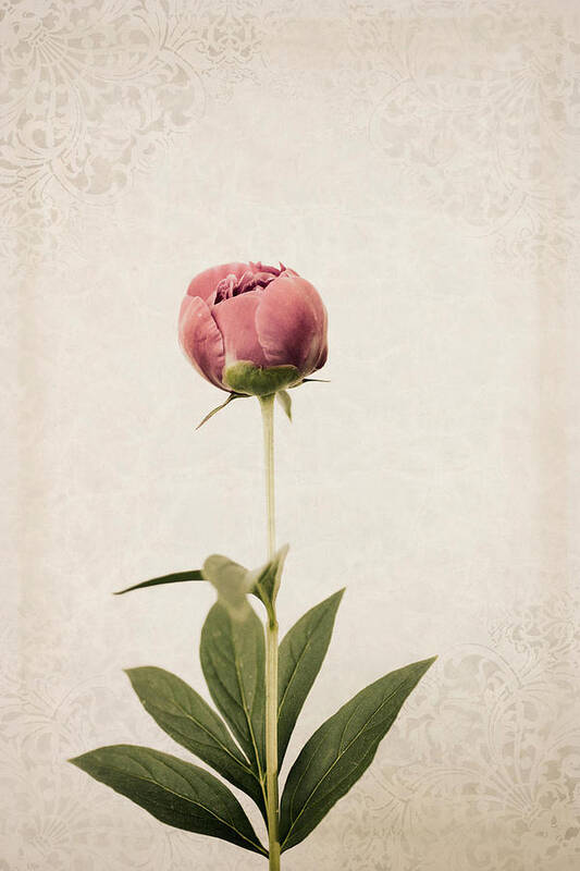 Peony Poster featuring the photograph Ready to Bloom by Robin-Lee Vieira
