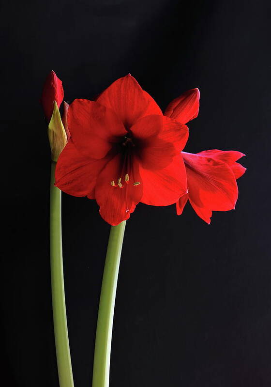 Red Amaryllis Poster featuring the photograph Red Amaryllis by Jeff Townsend