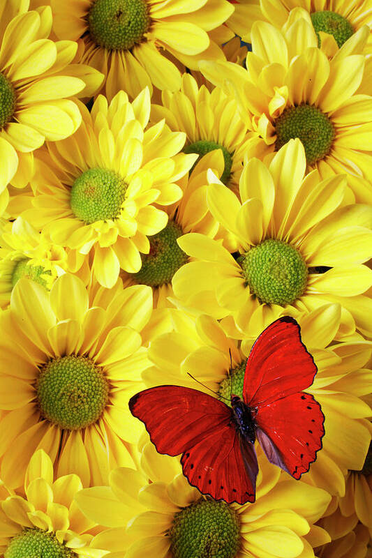 Red Butterfly Yellow Mums Flowers Poster featuring the photograph Red butterfly on yellow mums by Garry Gay