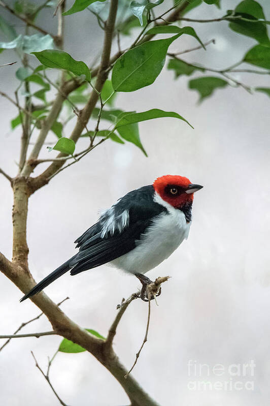 South America Poster featuring the photograph Red Capped Cardinal 2 by Ed Taylor