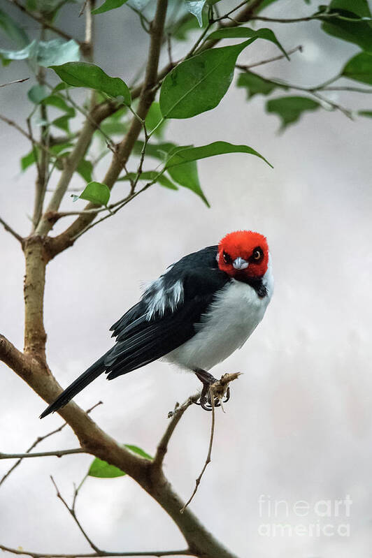 South America Poster featuring the photograph Red Capped Cardinal by Ed Taylor