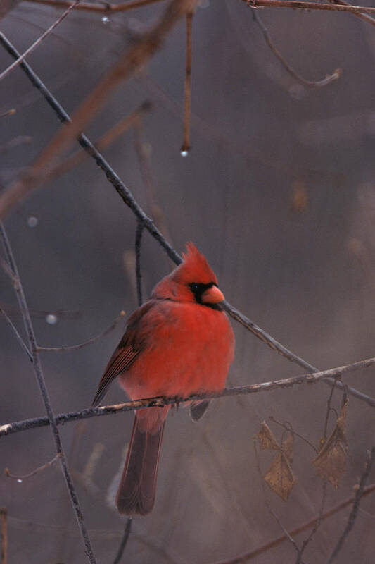 Birds Poster featuring the photograph Red Cardinal by John Harmon
