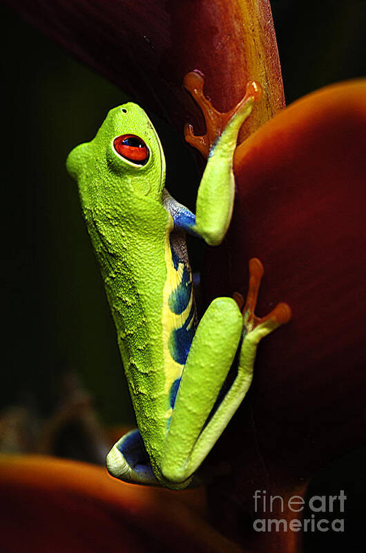 Frog Poster featuring the photograph Red- Eyed Tree Frog Costa Rica 5 by Bob Christopher