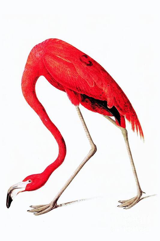  Vintage Poster featuring the digital art Red flamingo from Audubon by Heidi De Leeuw