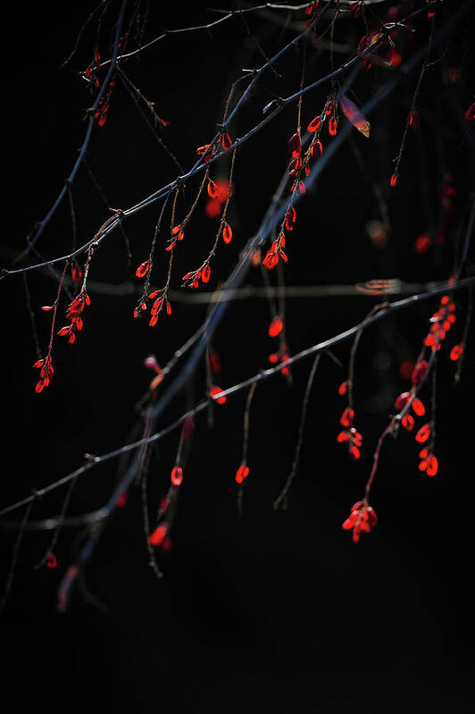Leaves Poster featuring the photograph Red In Winter by Catherine Lau