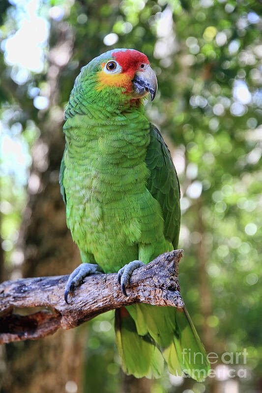 Animal Poster featuring the photograph Red-lored Amazon Parrot 2 by Teresa Zieba