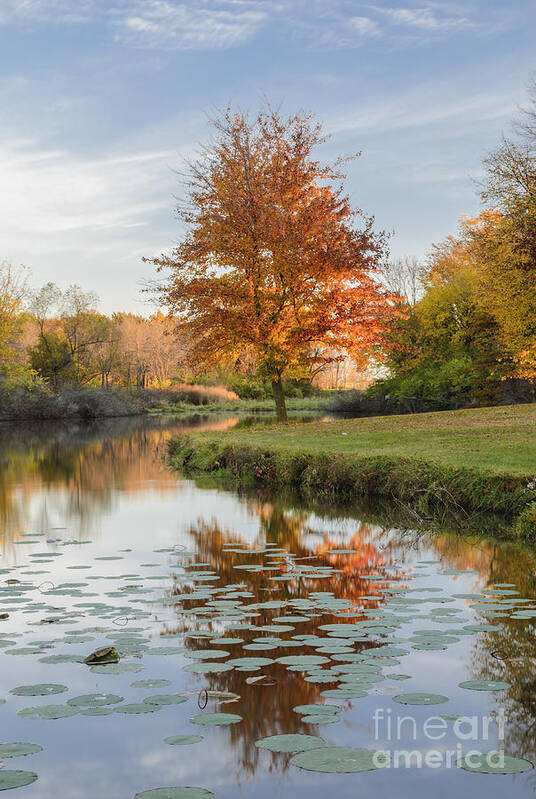 Red Maple Tree Poster featuring the photograph Red Maple Tree Reflection at Sunrise by Tamara Becker