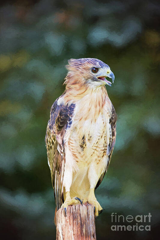 Nature Poster featuring the photograph Red Tailed Hawk by Sharon McConnell