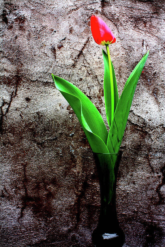Red Tulip Poster featuring the photograph Red Tulip by Gray Artus