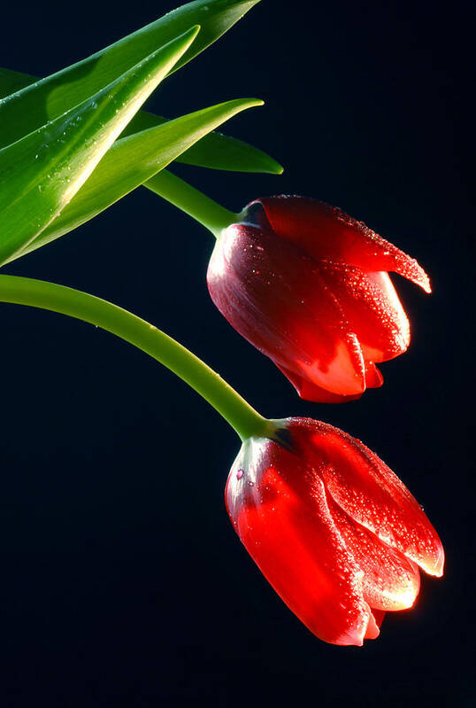 Tulip Poster featuring the photograph Red Tulips by Dung Ma
