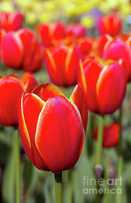Tulips Poster featuring the photograph Red and Yellow Tulips I by Karen Jorstad