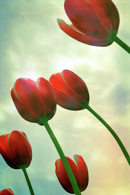 Photograph Poster featuring the photograph Red Tulips with Cloudy Sky by Michelle Calkins