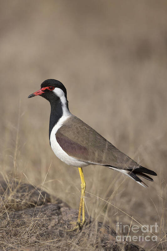 Red-wattled Lapwing Poster featuring the photograph Red-wattled Lapwing by Bernd Rohrschneider/FLPA