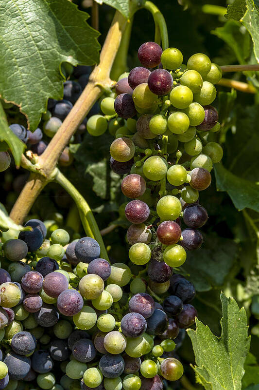 Colorado Vineyard Poster featuring the photograph Red Wine Grape Colors in the Sun by Teri Virbickis