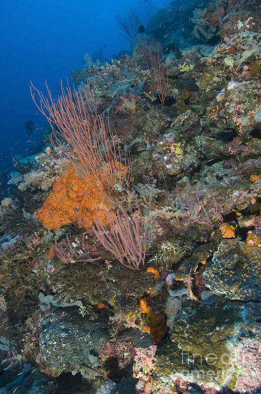 Anthozoa Poster featuring the photograph Reef Scape In The Solomon Islands by Steve Jones