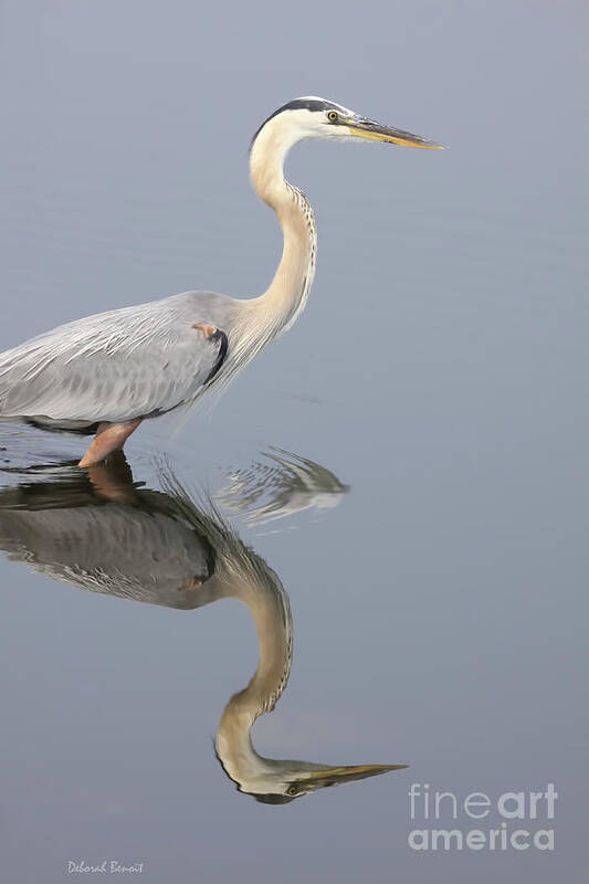 Heron Poster featuring the photograph Reflections Of You by Deborah Benoit