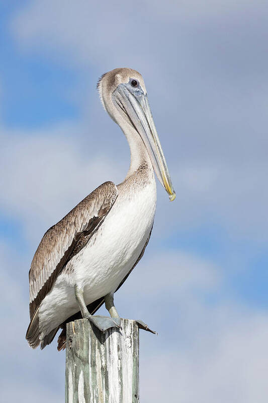 Borwn Pelican Poster featuring the photograph Regal Bird by Eilish Palmer