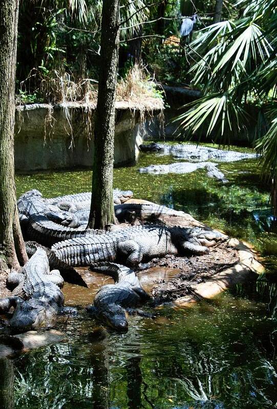 Alligators Poster featuring the photograph Relaxing in the Swimming Hole by Sheryl Unwin