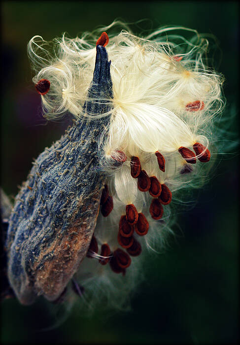 Milkweed Poster featuring the photograph Release the Seed Milkweed by Susie Weaver