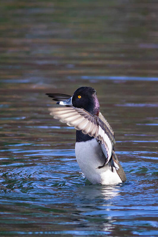 Mark Miller Photos; Ring-necked Duck; Duck; Ducks; Avian; Birds; Waterfowl; Nature; Reflection; Vertical Poster featuring the photograph Ring-necked Duck Wings Up by Mark Miller