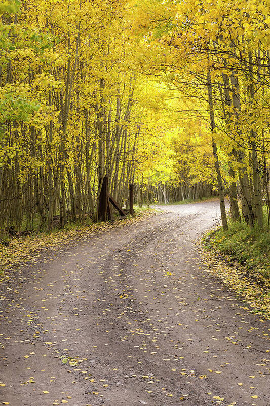 Autumn Poster featuring the photograph Road To Autumn by Denise Bush