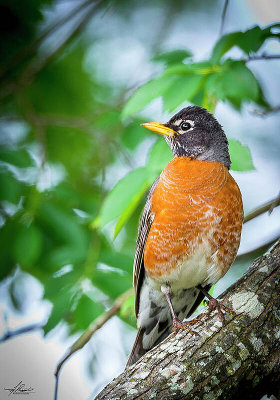 2017-04-15 Poster featuring the photograph Robin in a Tree by Phil And Karen Rispin