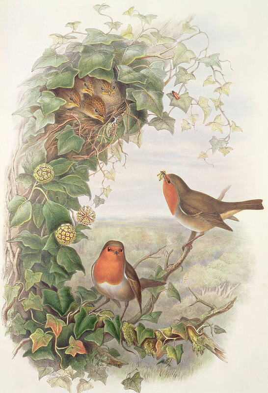 Robin Poster featuring the painting Robin by John Gould