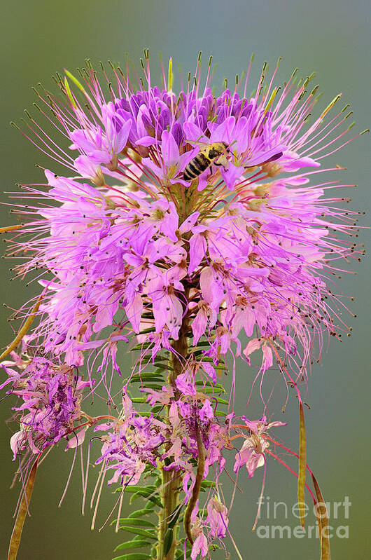 Dave Welling Poster featuring the photograph Rocky Mountain Beeplant Cleome Serrulata And Honey Bee by Dave Welling