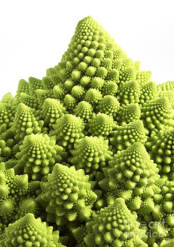 Botany Poster featuring the photograph Romanesco Broccoli Or Cauliflower by Gerard Lacz