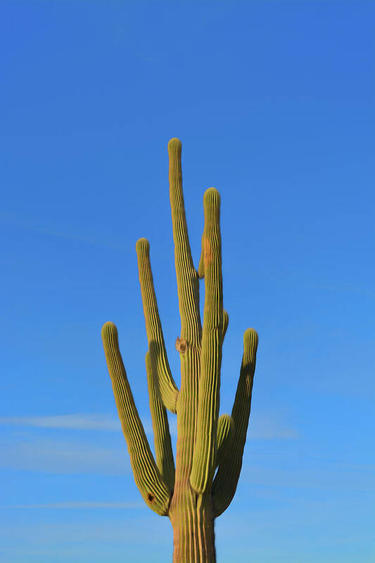 Saguaro Poster featuring the photograph Romantic Skies Saguaro Cactus by Aimee L Maher ALM GALLERY