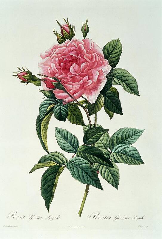 Rosa Poster featuring the drawing Rosa Gallica Regalis by Pierre Joseph Redoute