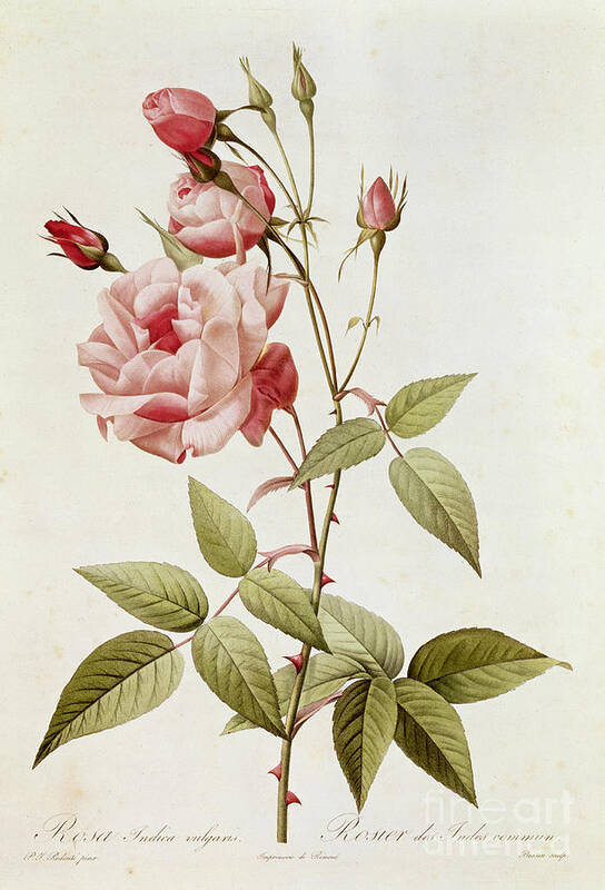 Rosa Poster featuring the painting Rosa Indica Vulgaris by Pierre Joseph Redoute