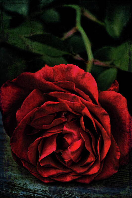 Floral Poster featuring the photograph Rose 385 by Pamela Cooper