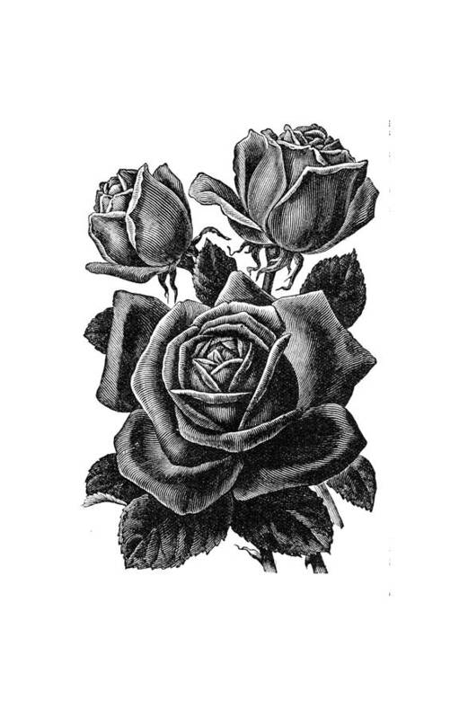Vintage Rose Poster featuring the digital art Rose Black by Kim Kent